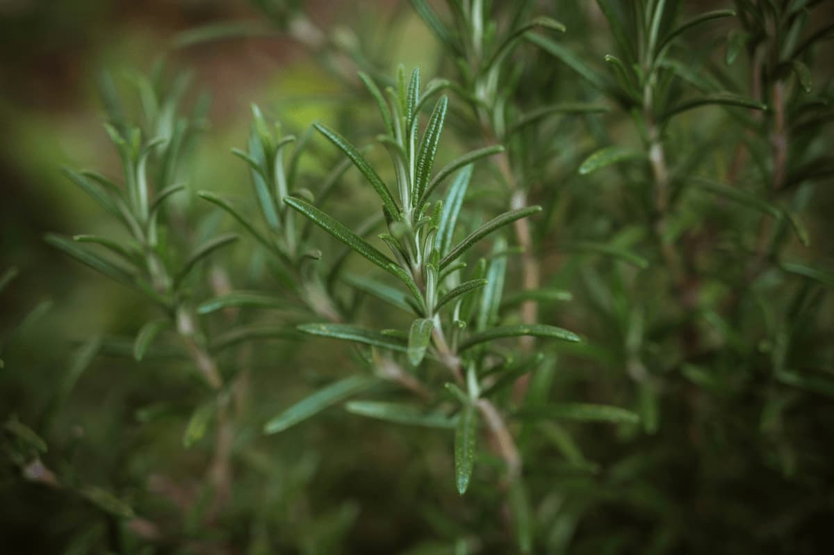Herbs spices seeds flowers nature gums Egyptian organic herbs exporter wholesale basil fennel restaurants anise nigella