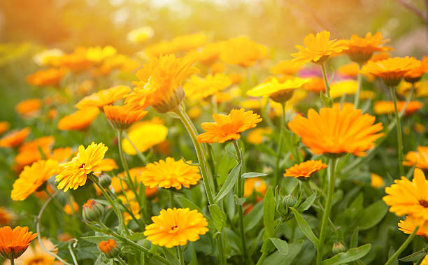 Close-up of vibrant yellow dried Calendula flowers (Calendula officinalis), used for natural remedies, skincare, and herbal teas, available in bulk as coarse cut for B2B export, suitable for herbal teabags